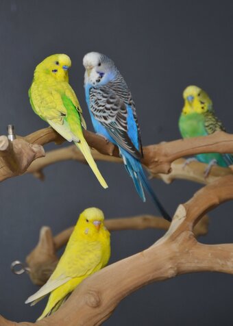 Budgies Available. Young and adult , Mix colours