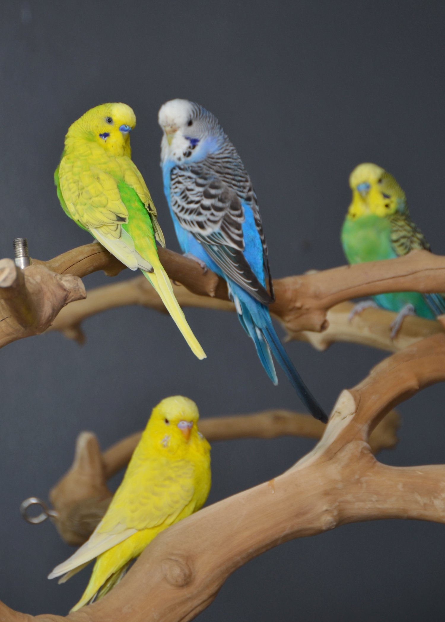 Budgies Available. Young and adult , Mix colours in {LOCATION}