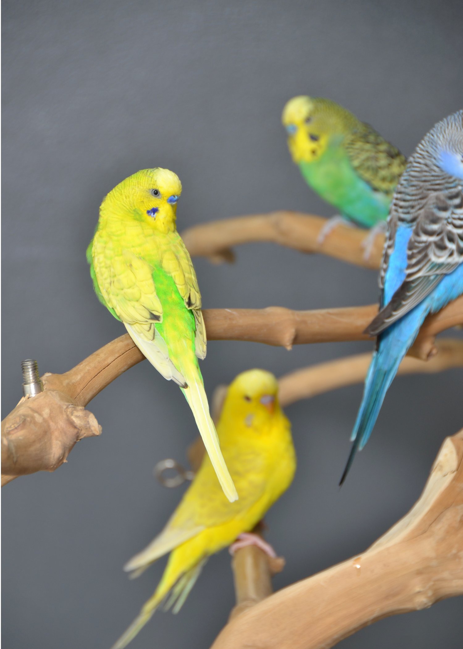 Budgerigars - {TYPE}