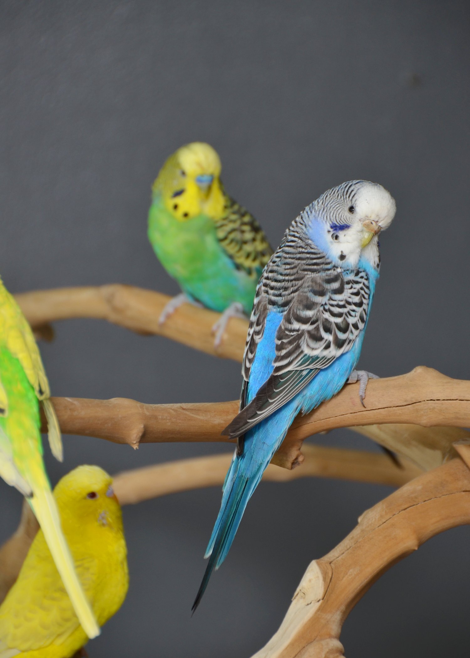 Budgerigars - Budgies Available. Young and adult , Mix colours