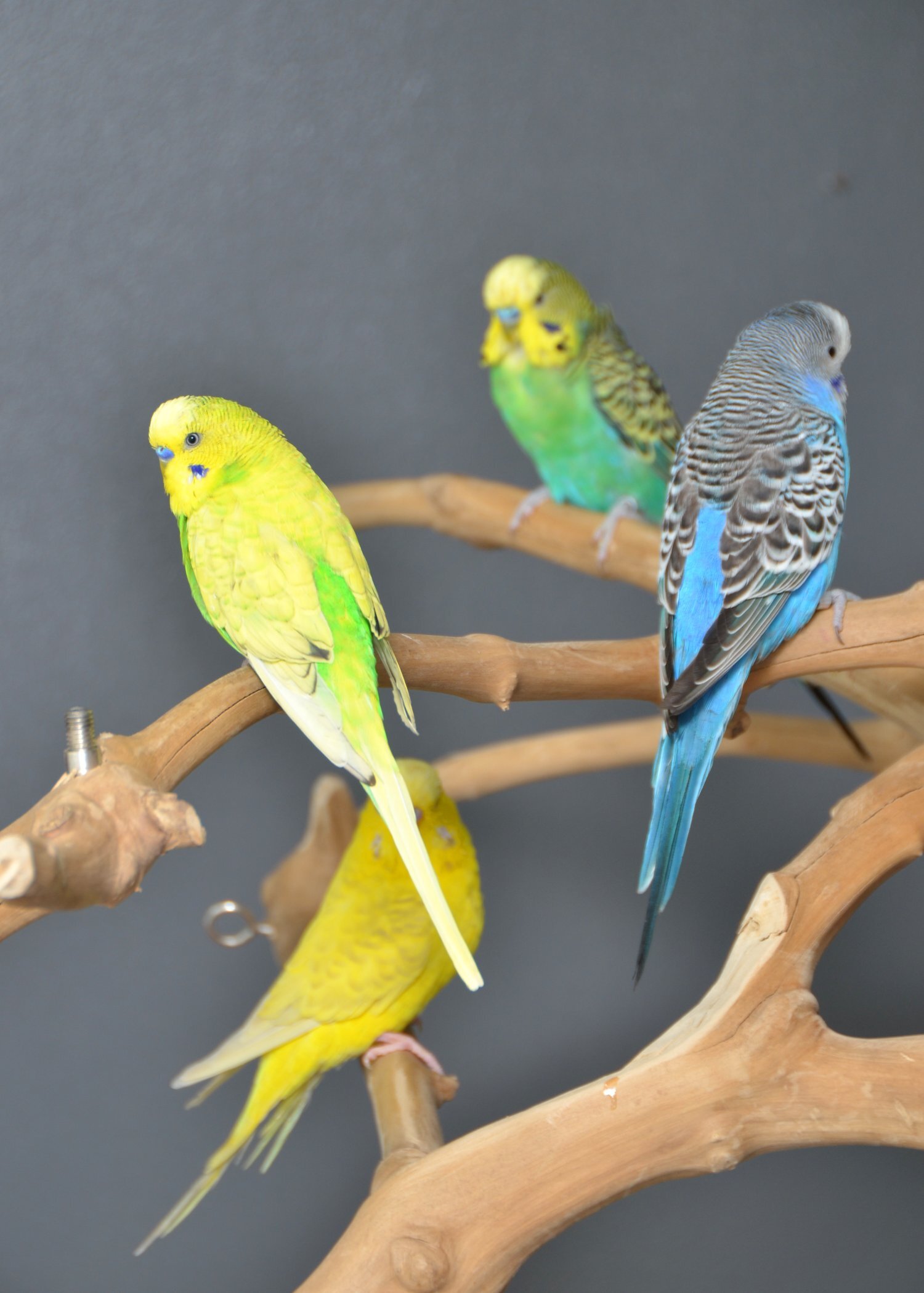 Budgies Available. Young and adult , Mix colours - Budgerigars