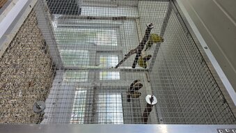 Redpolls, siskins for sale