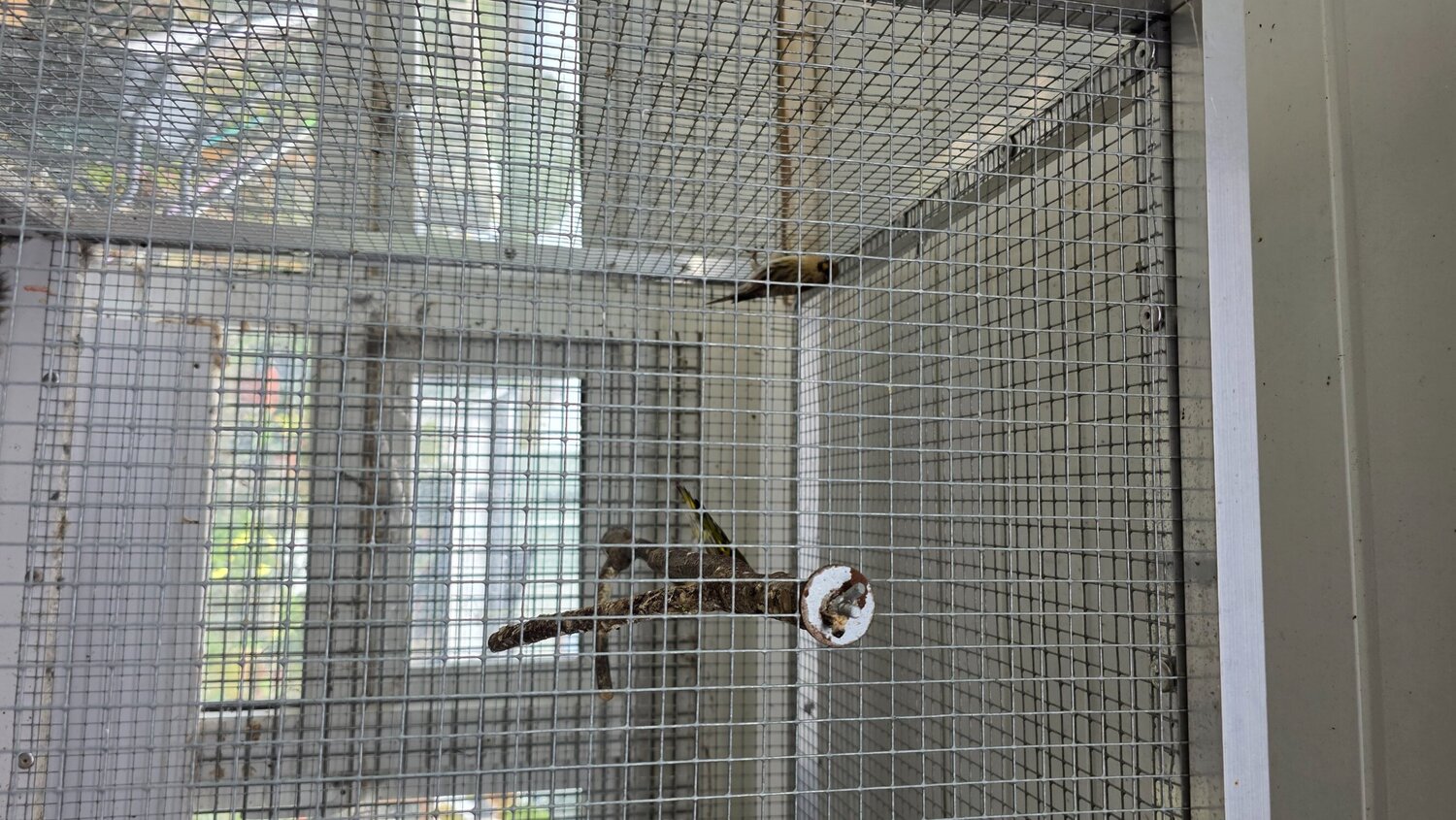 Finches