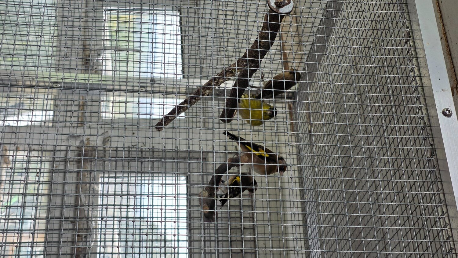 Finches - {TYPE}