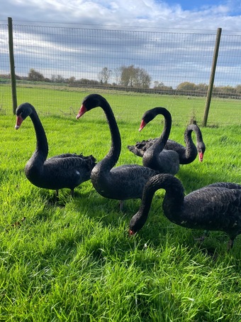 Pairs of unrelated black swans for sale 
