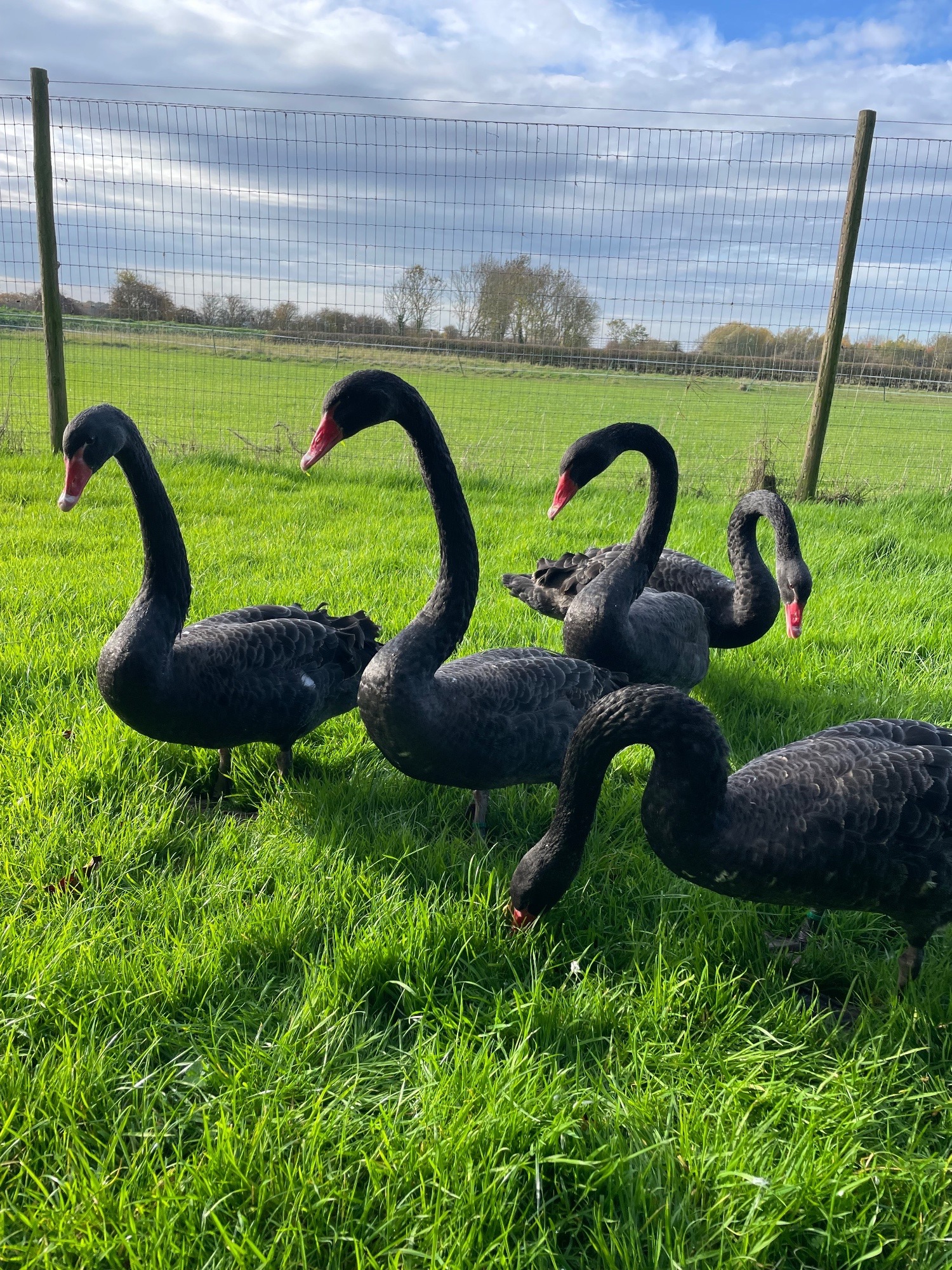 Pairs of unrelated black swans for sale  in {LOCATION}