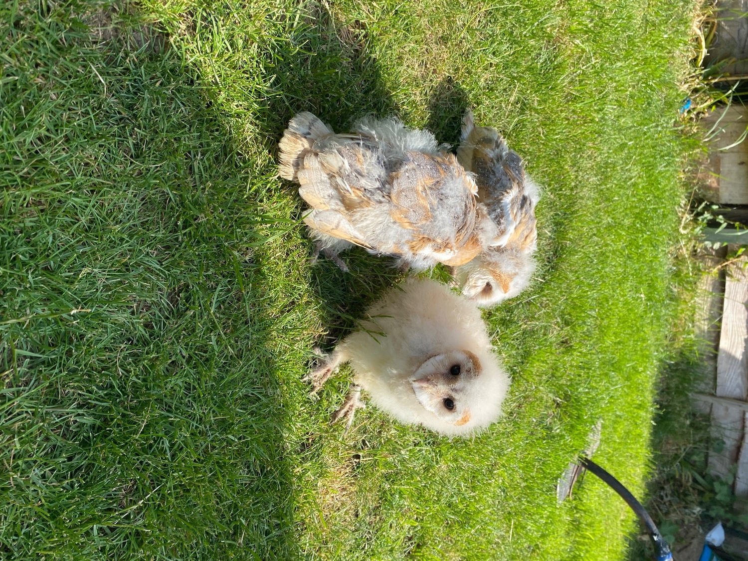 7 week old baby Unsexed barn owls for sale in {LOCATION}
