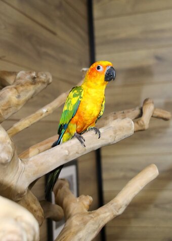 Baby Sun conure Available 