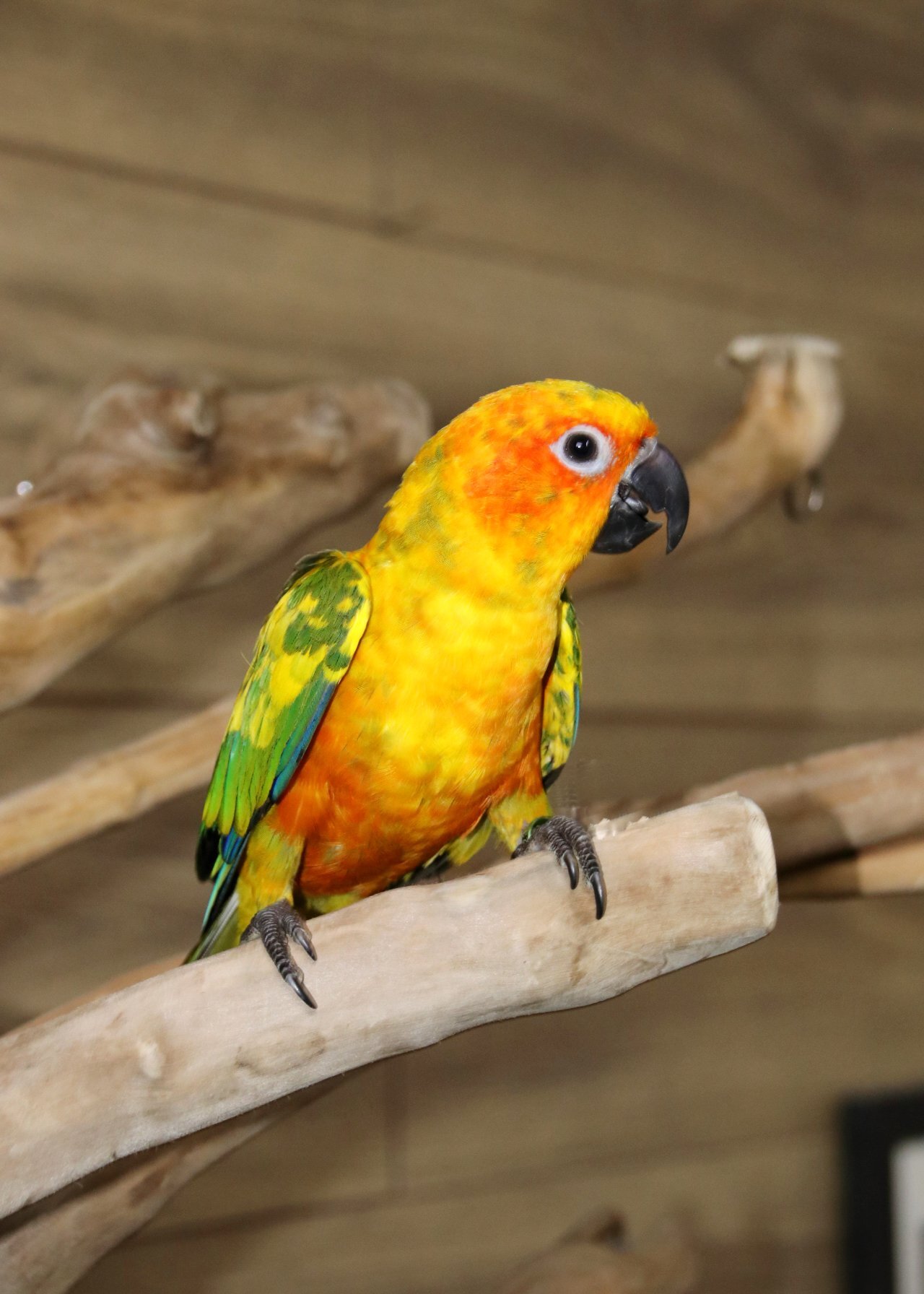 Conures
