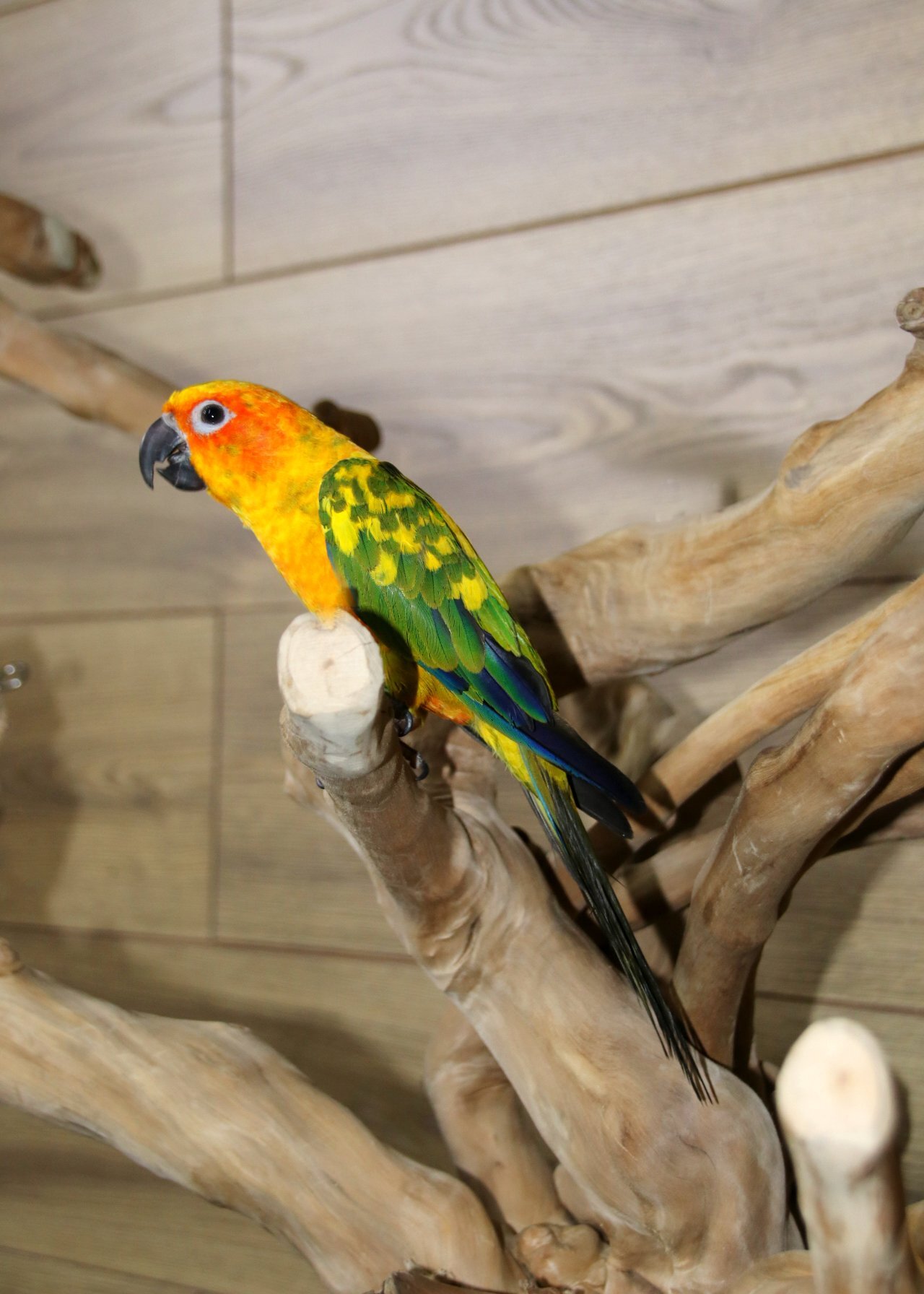 Conures - {TYPE}