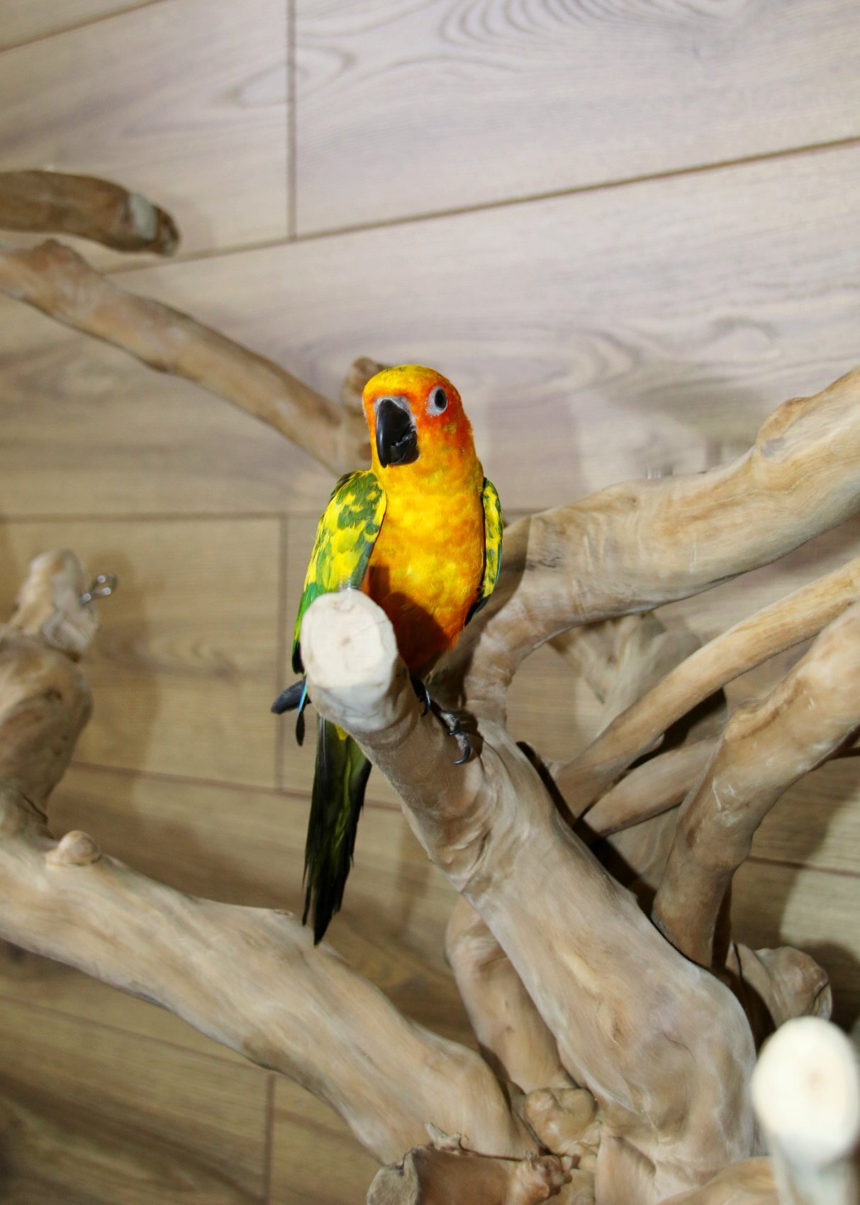 Conures - Baby Sun conure Available 