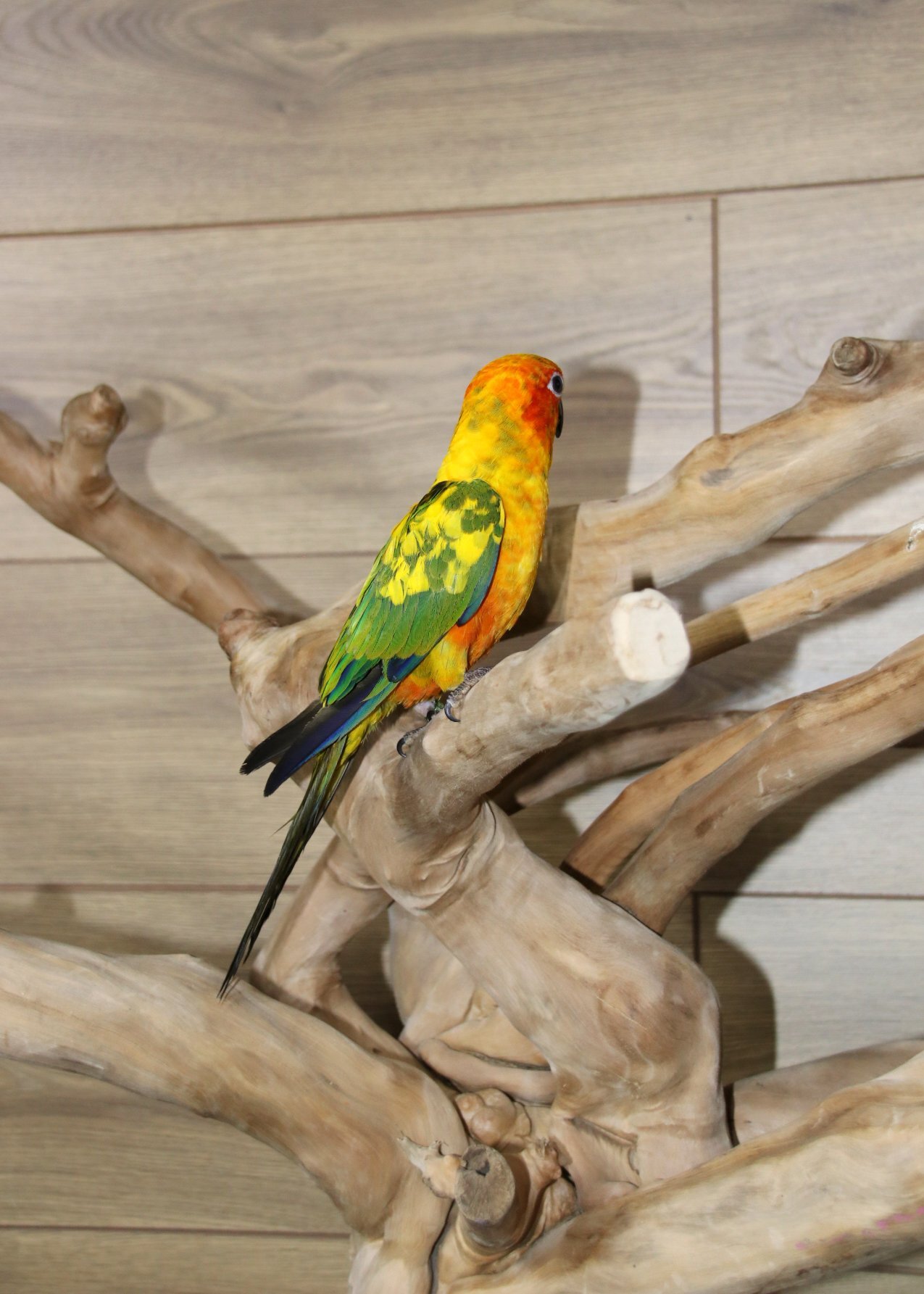 Baby Sun conure Available  - Conures
