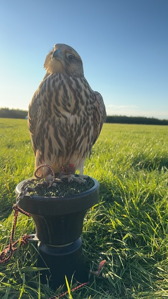 2026 saker falcons 1 male 2 females 