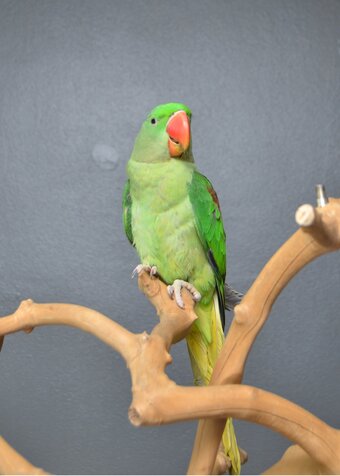 Talking Parrots and birds Available