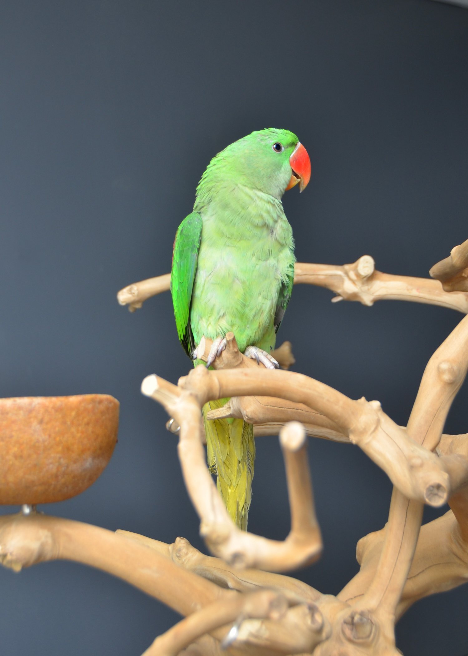 Parakeets