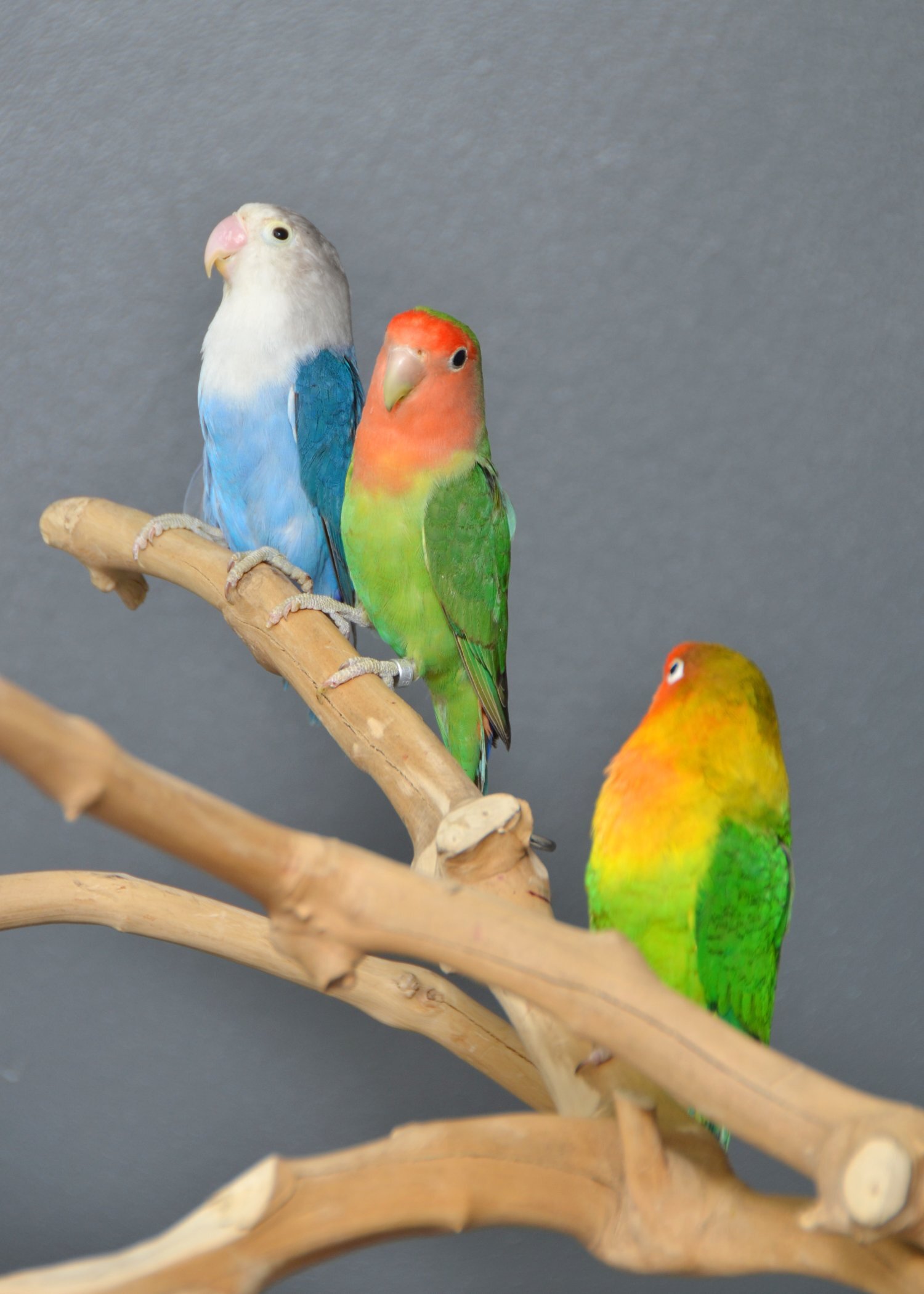 Parakeets - {TYPE}