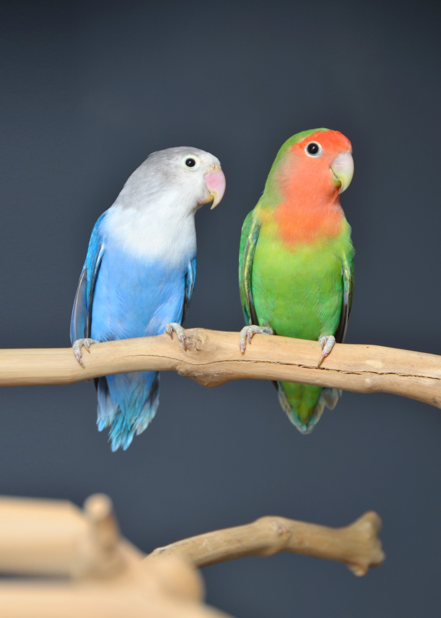 Parakeets - Talking Parrots and birds Available
