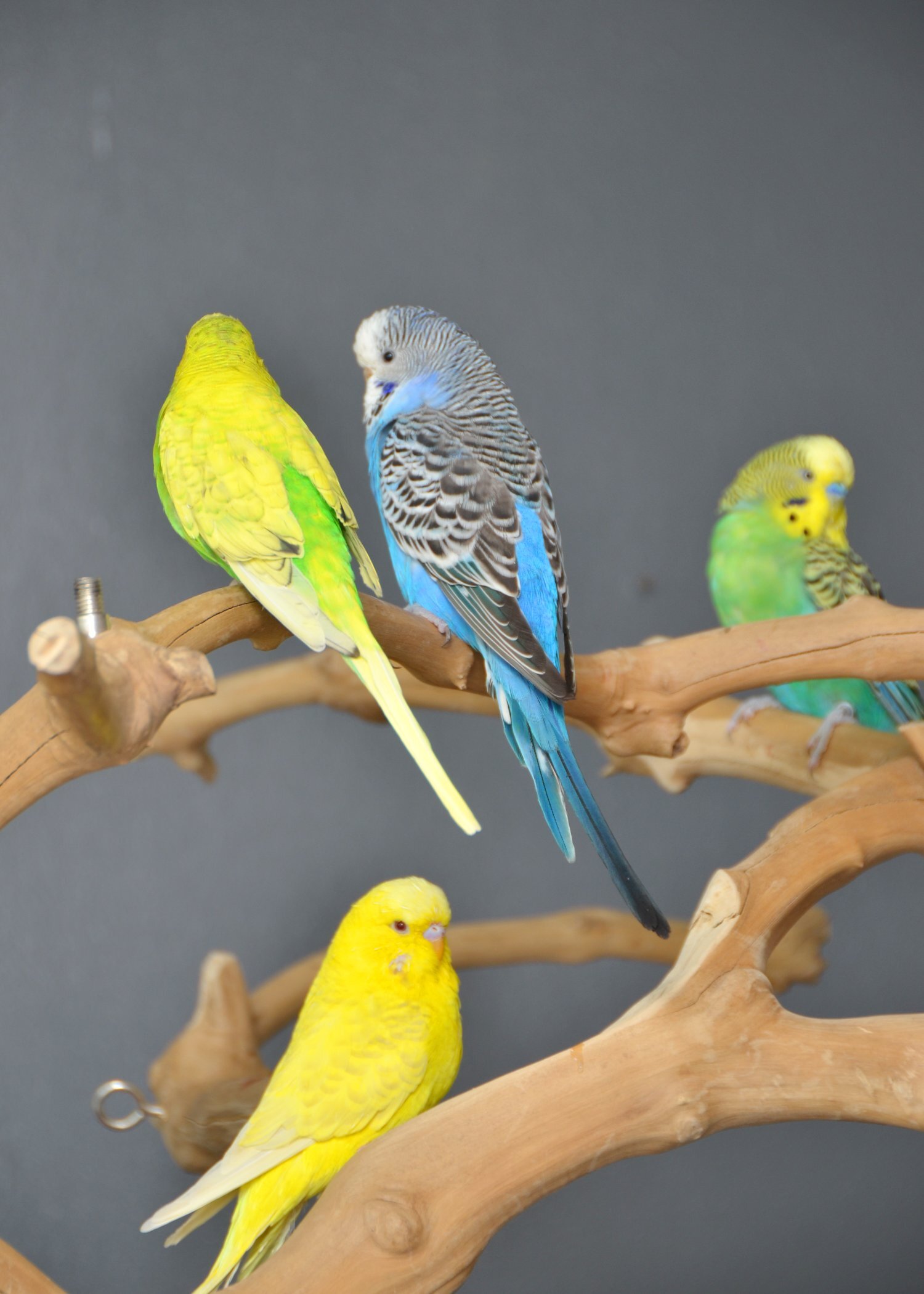 Talking Parrots and birds Available - Parakeets