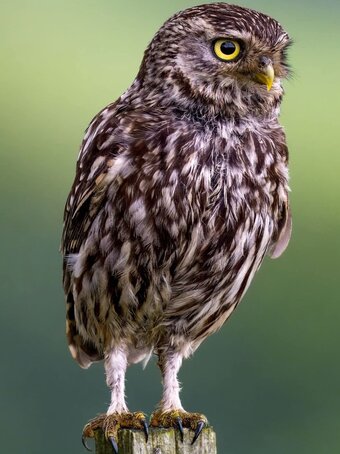 Little owl pairs and females