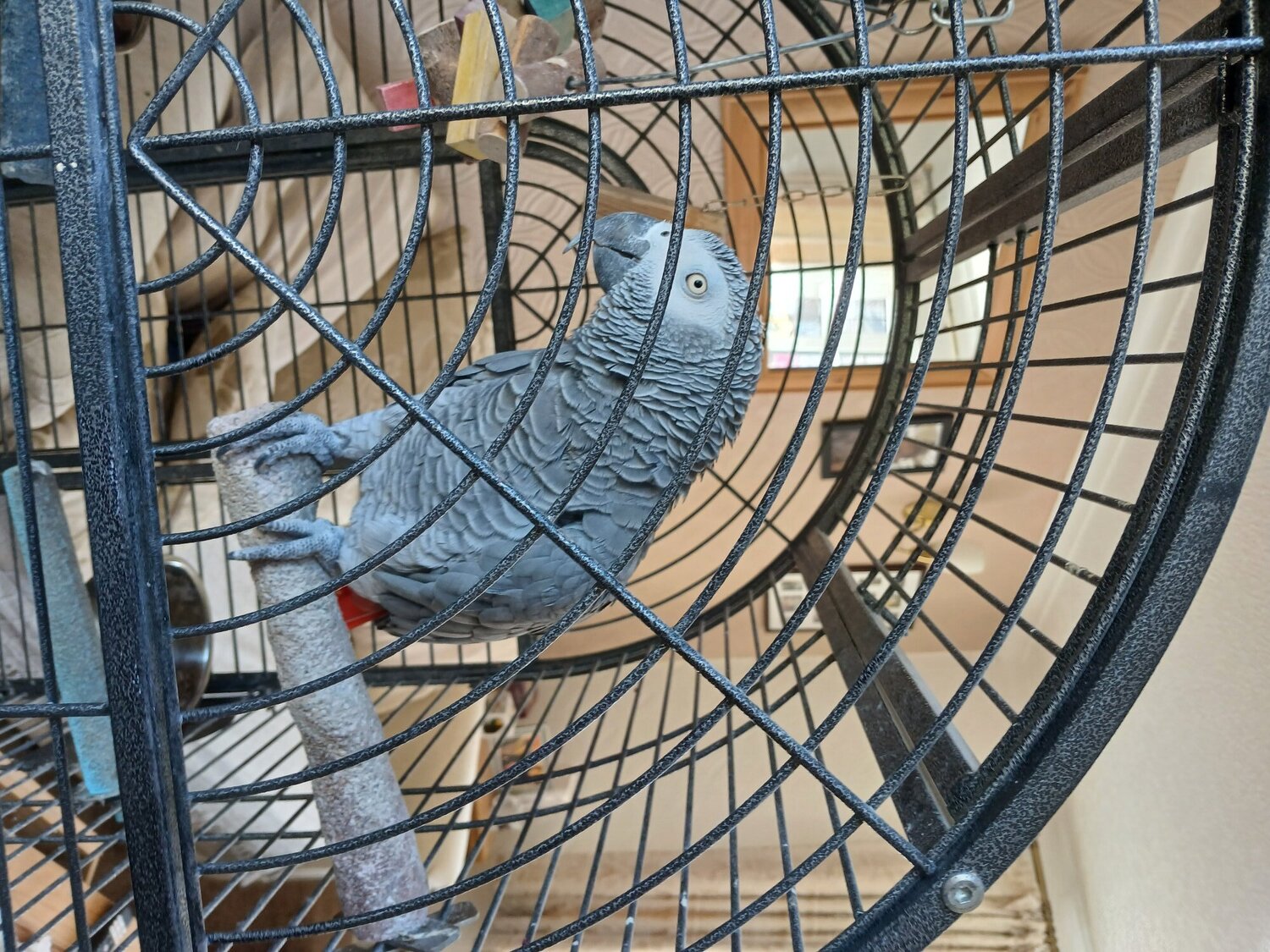 Male African Grey  approx 15 years old, breeding,, talks, mimics dance  or pet.  in {LOCATION}
