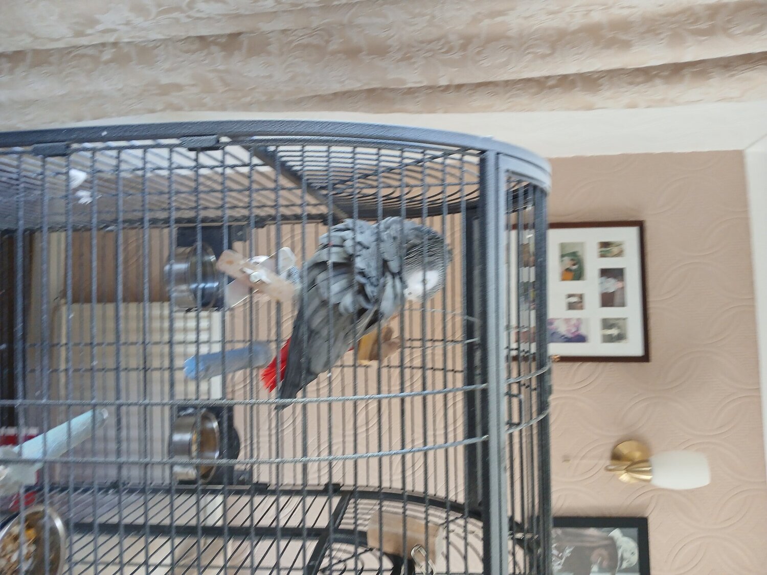 African Greys
