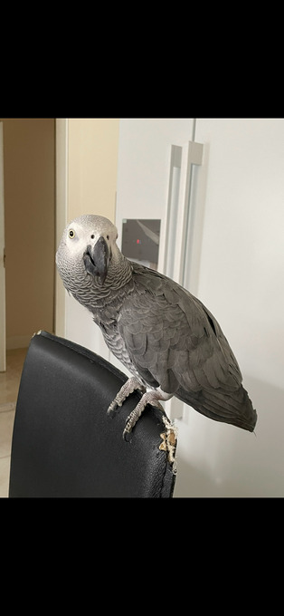 African Grey Congo Parrot