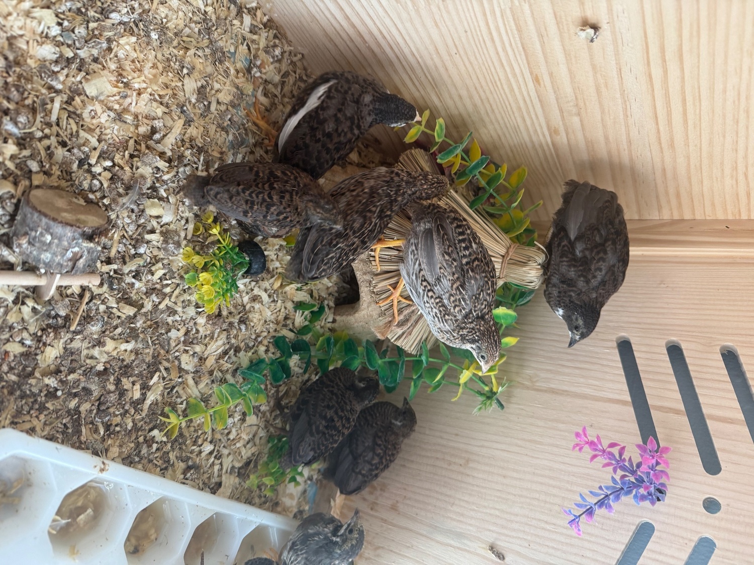 Quails