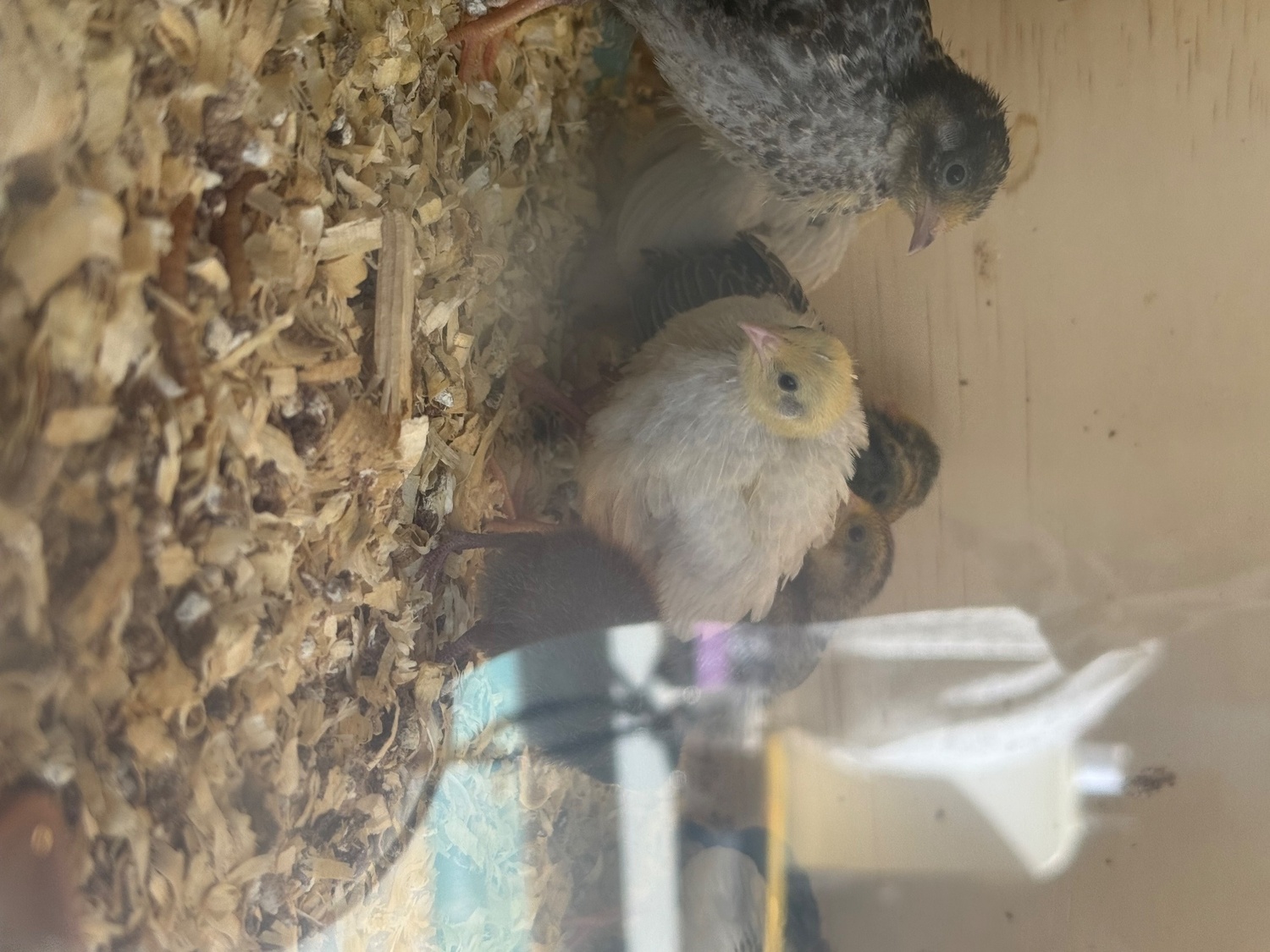 Quails - {TYPE}