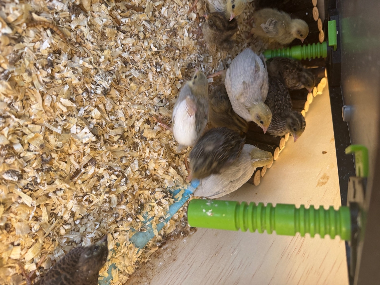 Quails - Chinese painted button quail various ages 