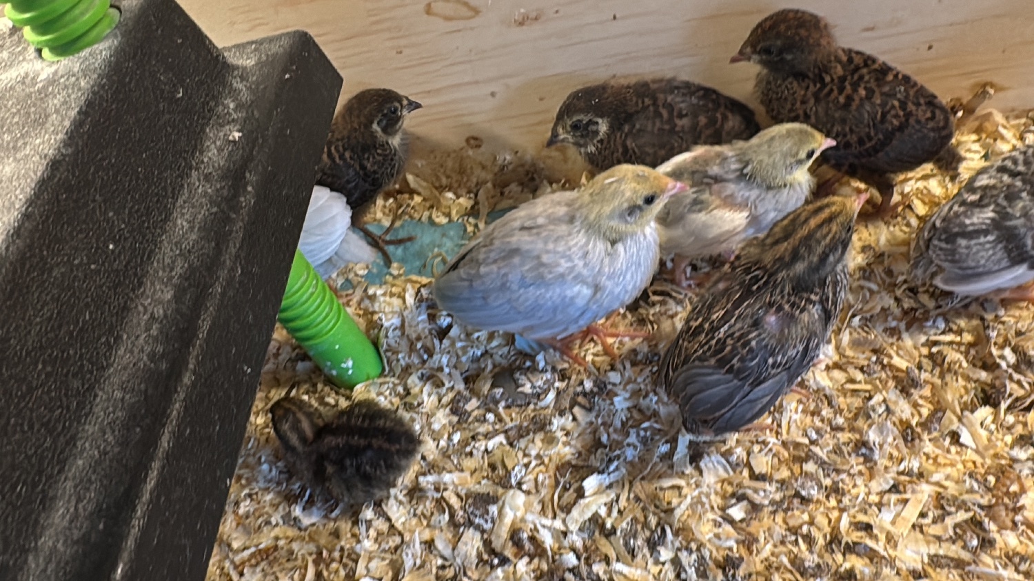 Chinese painted button quail various ages  - Quails