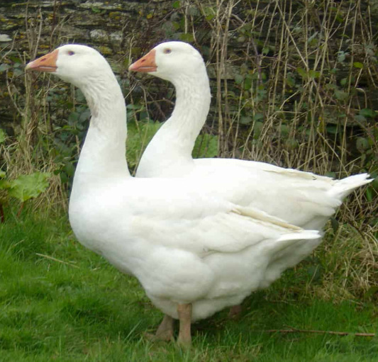 3 Embden Geese in {LOCATION}