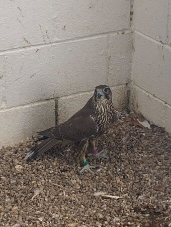 2026 Male Dark/Black Parent Reared Sakers   