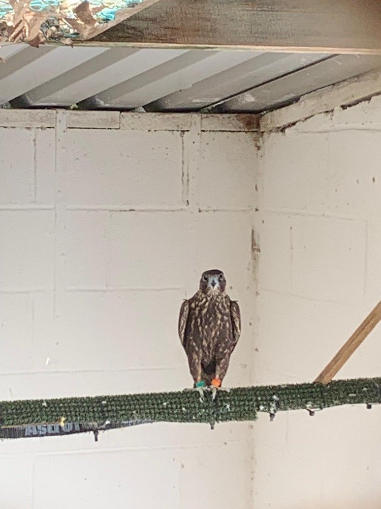 Falcons