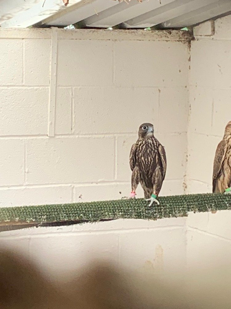 Falcons - {TYPE}