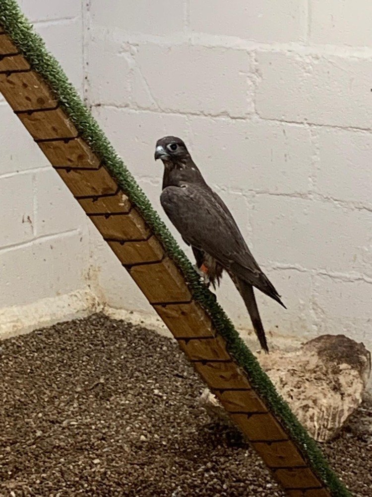 Falcons - 2026 Male Dark/Black Parent Reared Sakers   
