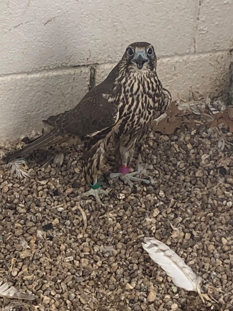 2026 Male Dark/Black Parent Reared Sakers    - Falcons