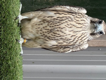 2026 p/r Gyr x peregrines with 1/4 Barbary in them males &females a10s in place
