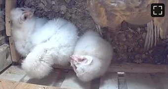 Baby Barn Owls 6 weeks old for sale