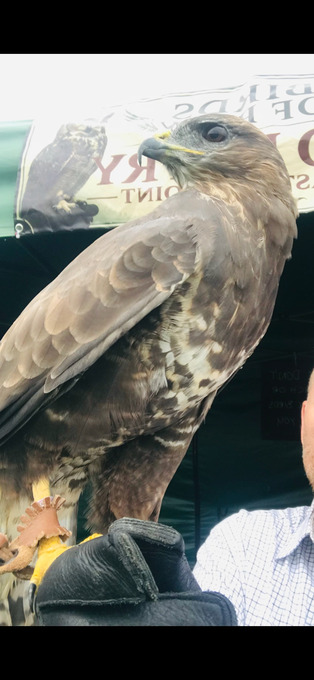Male buzzard for sale 