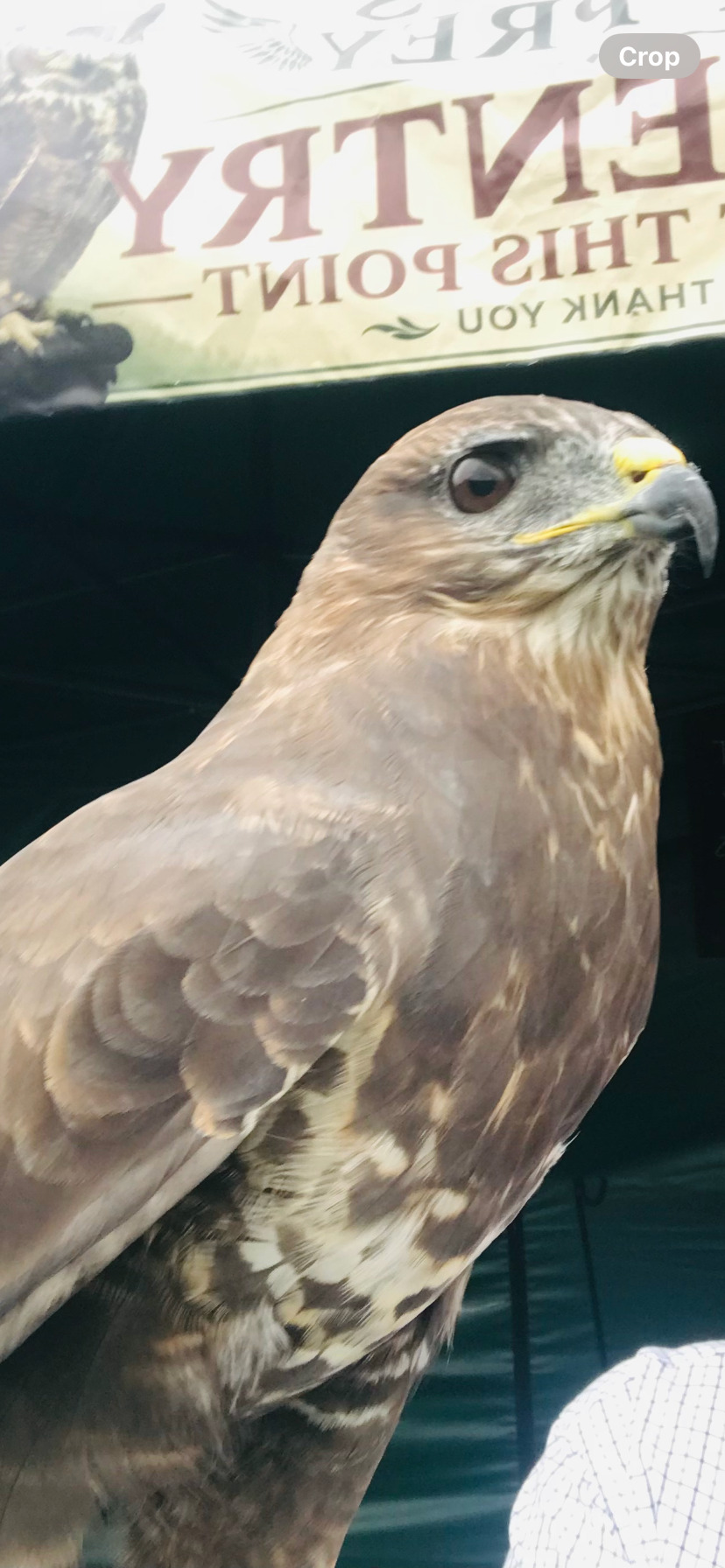 Buzzards