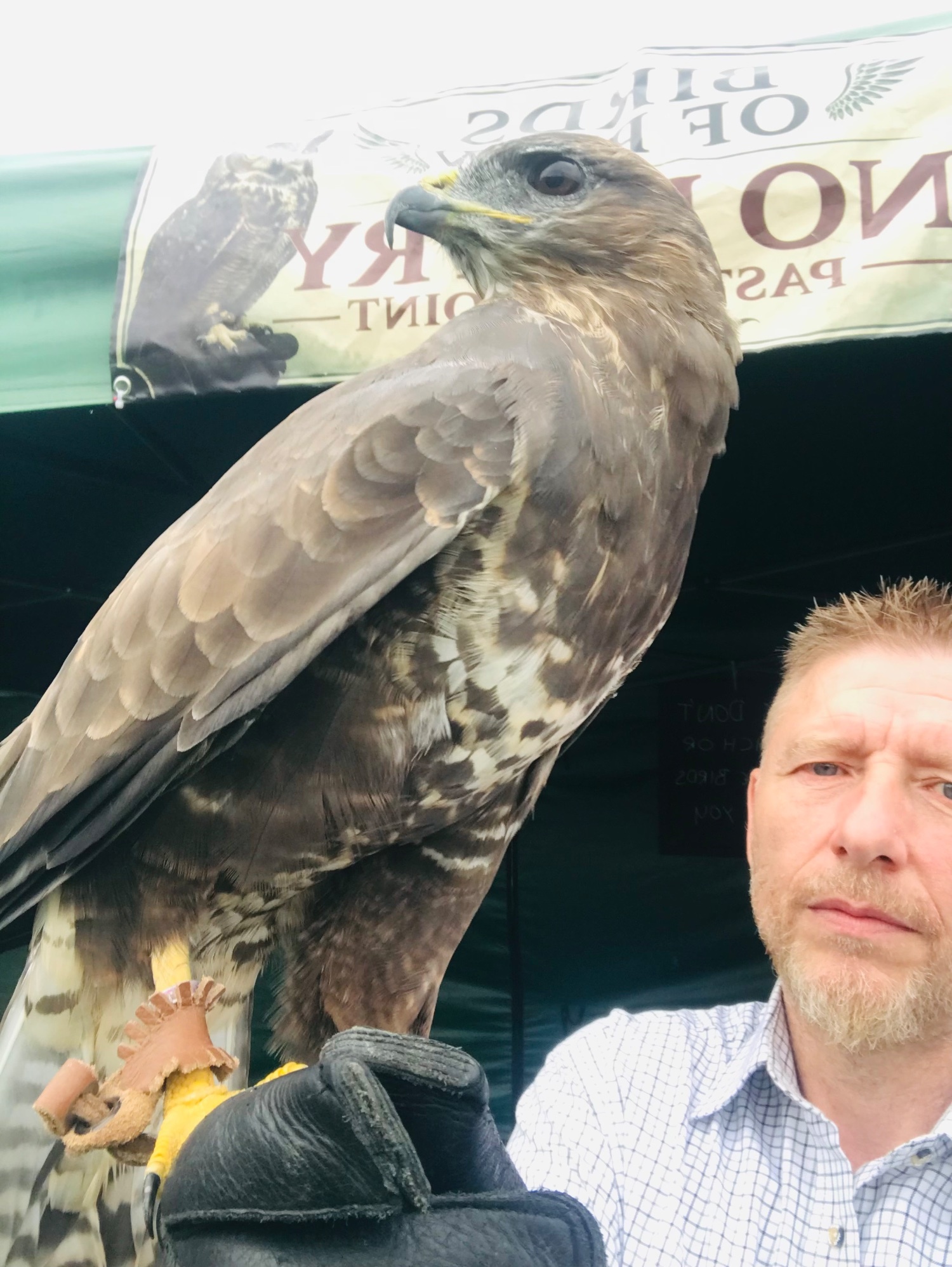 Buzzards - {TYPE}