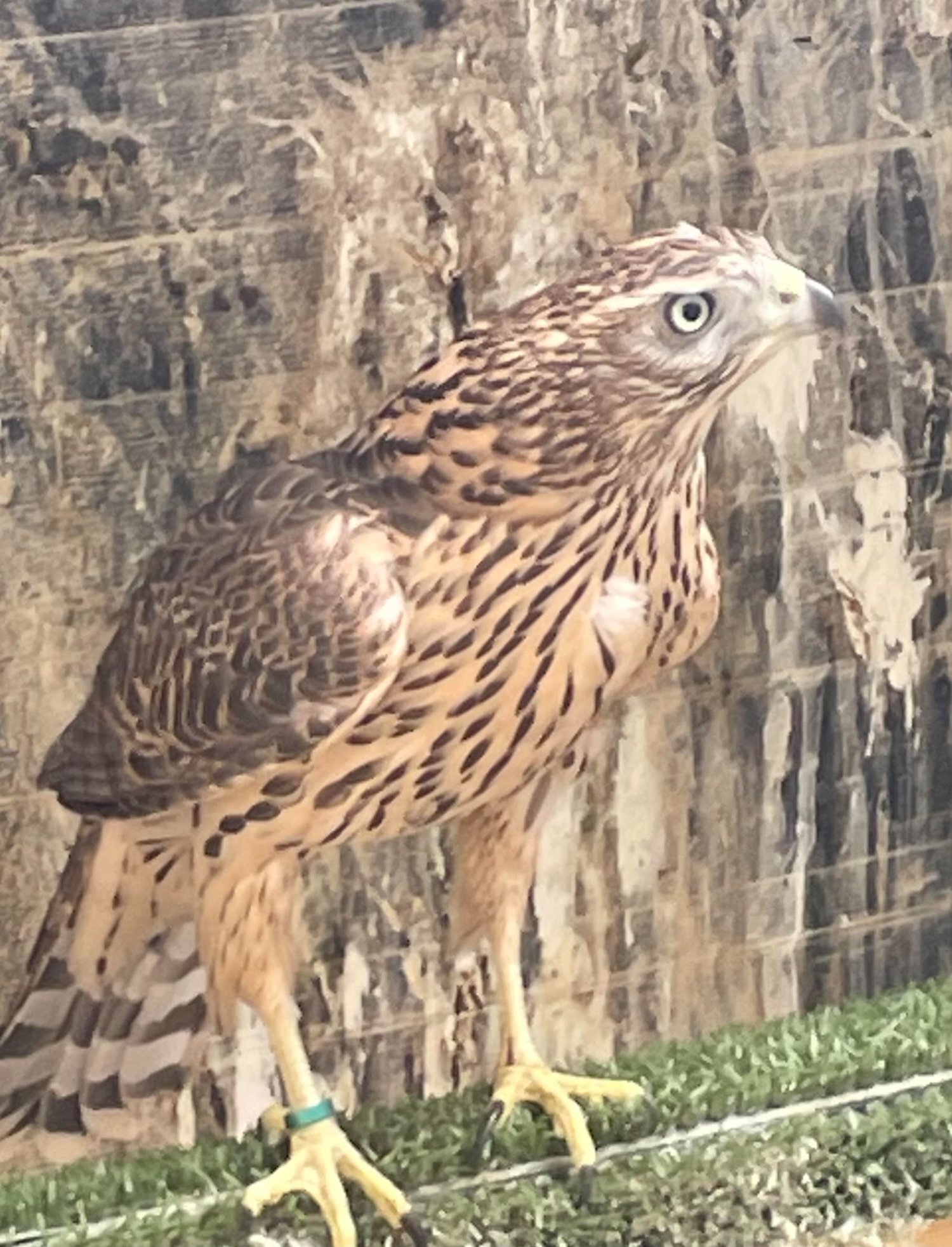MALE P/R GOSHAWK 2026  in {LOCATION}