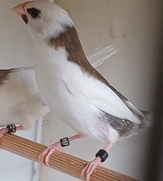 Bengalise & Button Quail in {LOCATION}