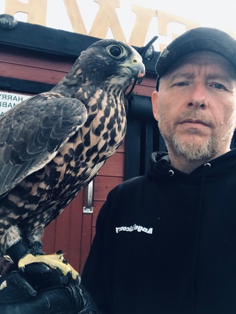 Beautiful dark female gyr/saker