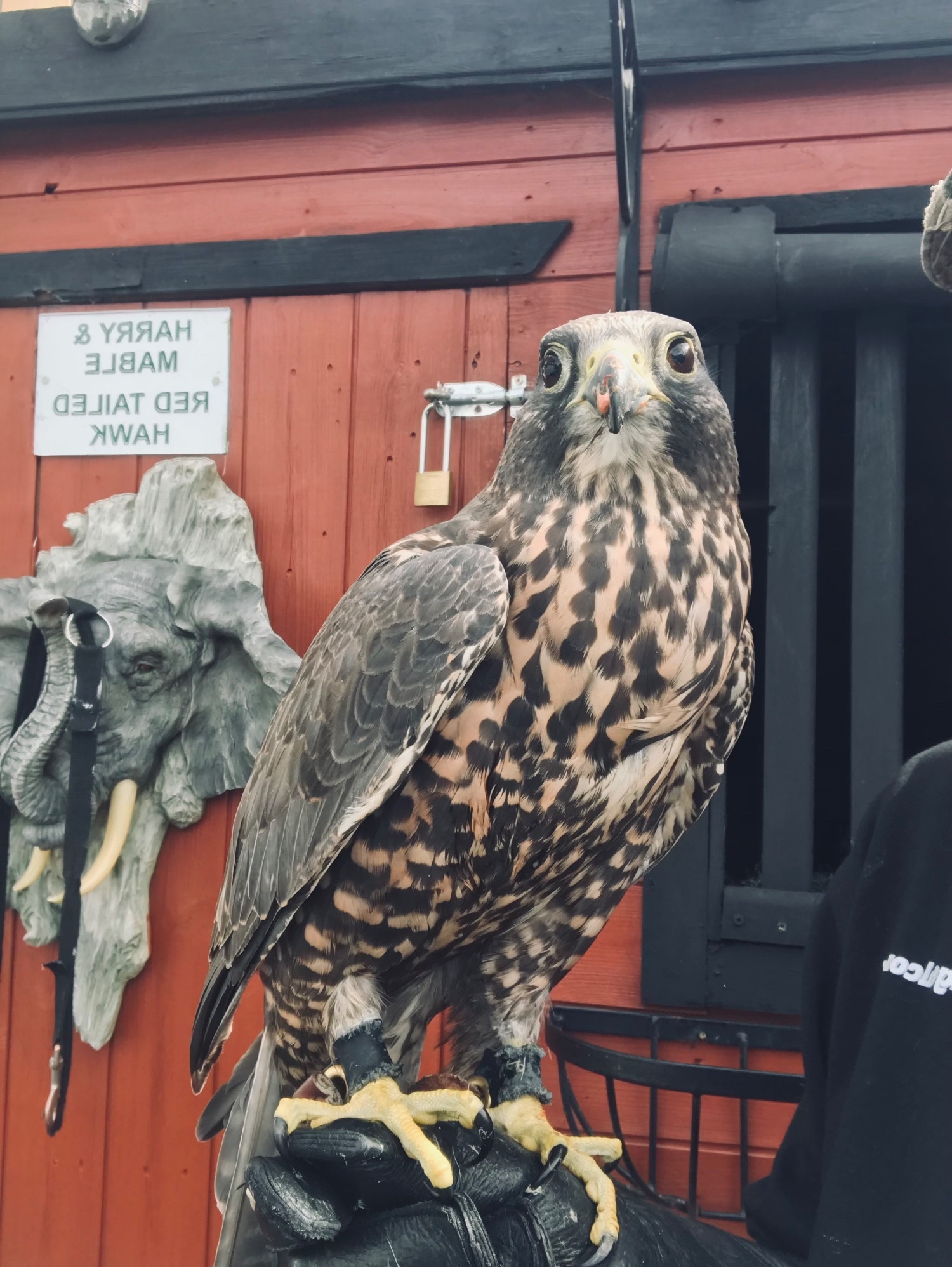 Falcons
