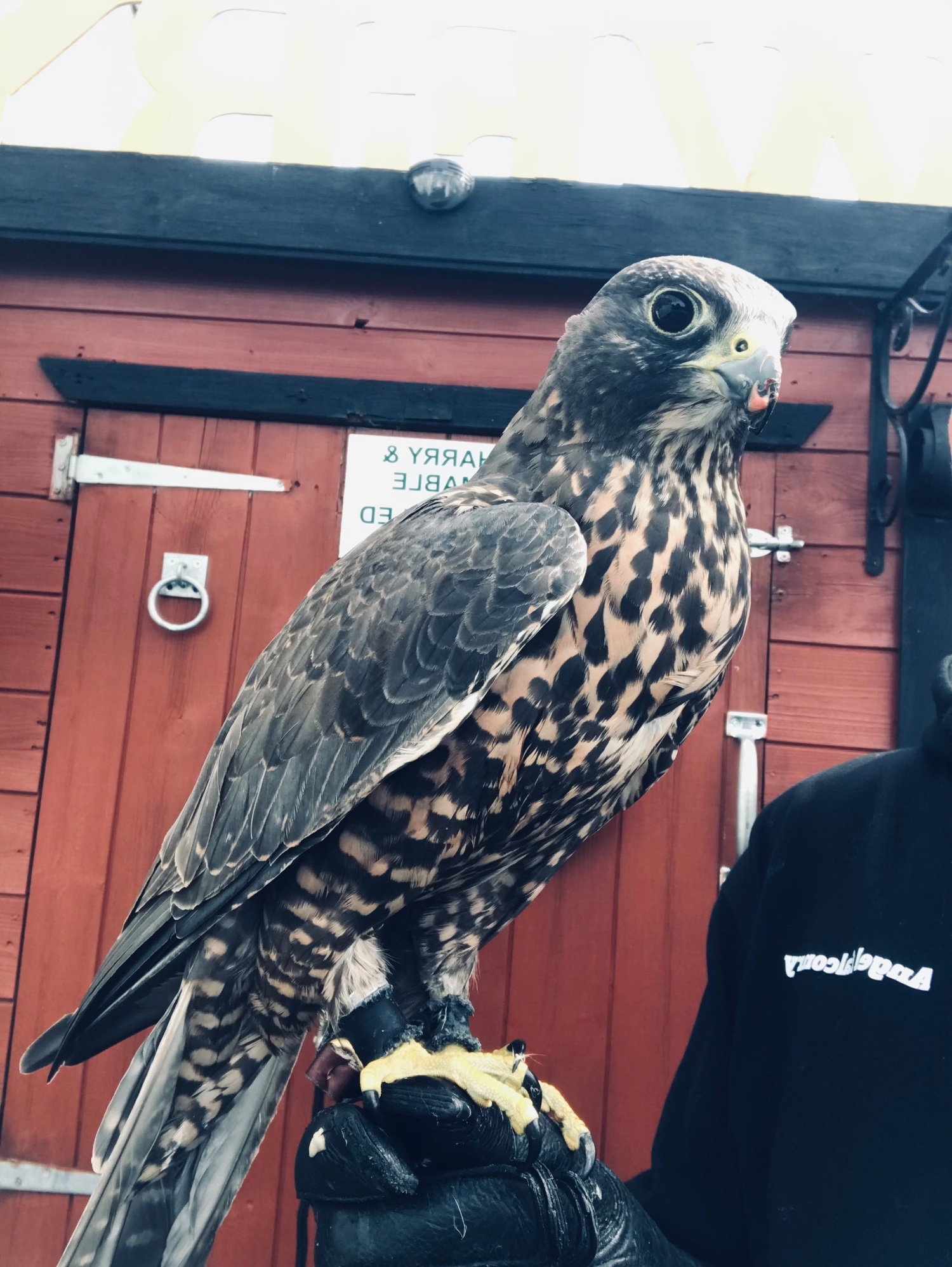 Falcons - {TYPE}
