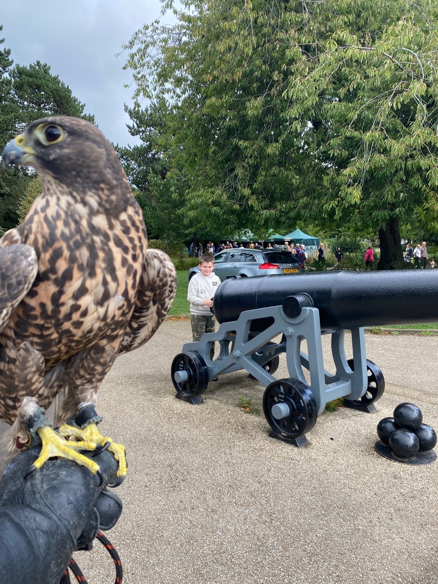 Falcons - Beautiful dark female gyr/saker