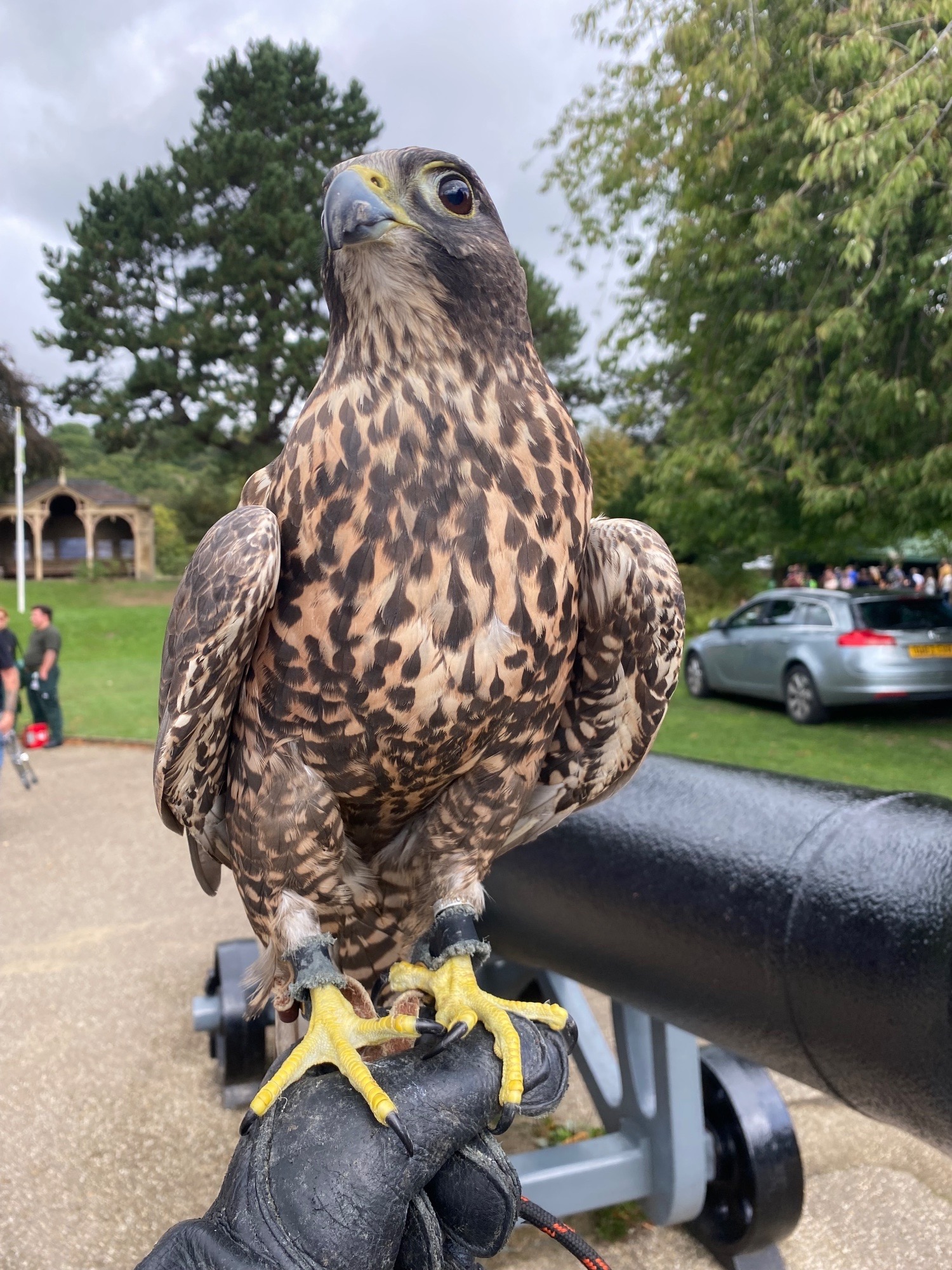 Beautiful dark female gyr/saker - Falcons
