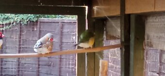 I have 2 gauldian finches for sale good condition and well looked after