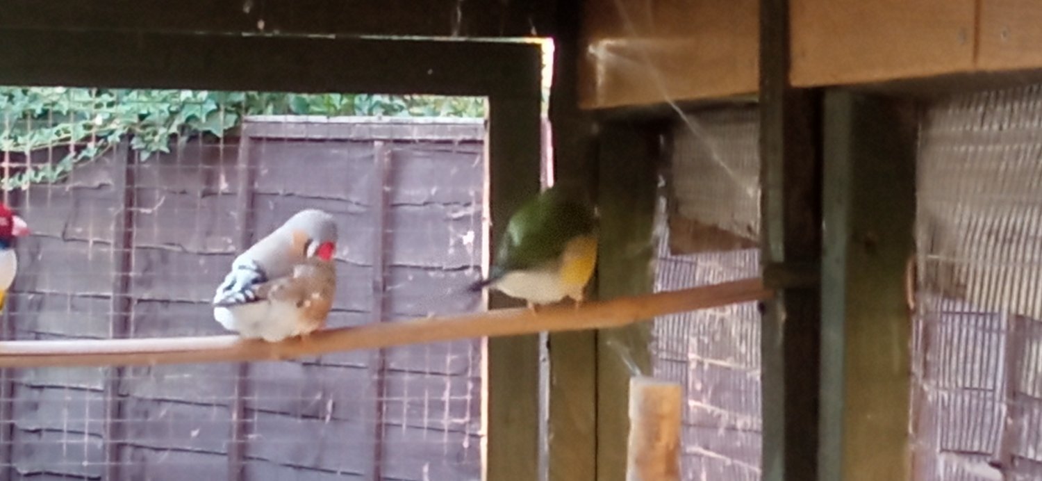 I have 2 gauldian finches for sale good condition and well looked after in {LOCATION}